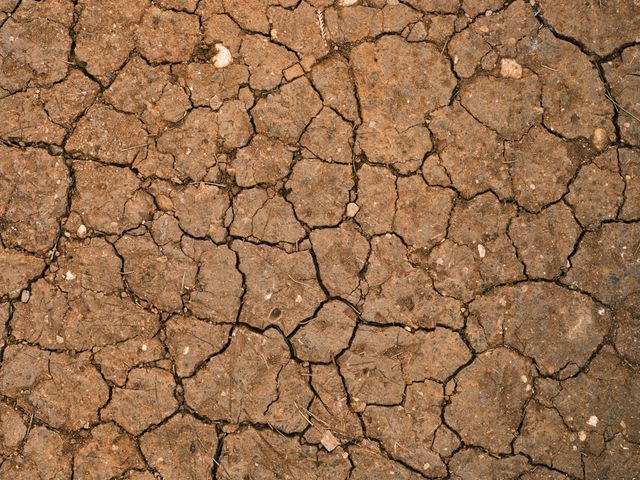 Ugandan smallholder farmer checking dry cracked soil during a dry spell in a maize field